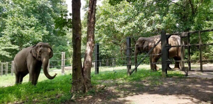 Elephants Happy and Patty pictured at the Bronx Zoo’s East Asian Monorail in 2020.