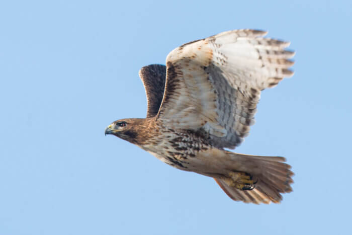 Red-tailed Hawk flapping wings mid-flight