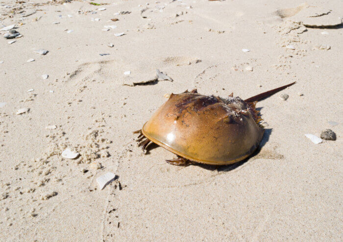 Horseshoe crab on the sand at a beach on a sunny day.